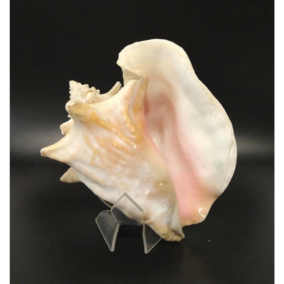 Large Natural Conch Florida Fighting Queen Shell 8" x 6" Over 2 Pounds - Picture 1 of 5